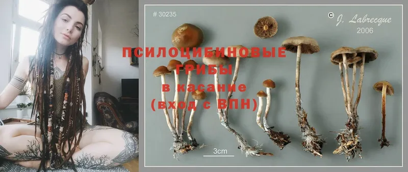 Галлюциногенные грибы Psilocybe Алапаевск